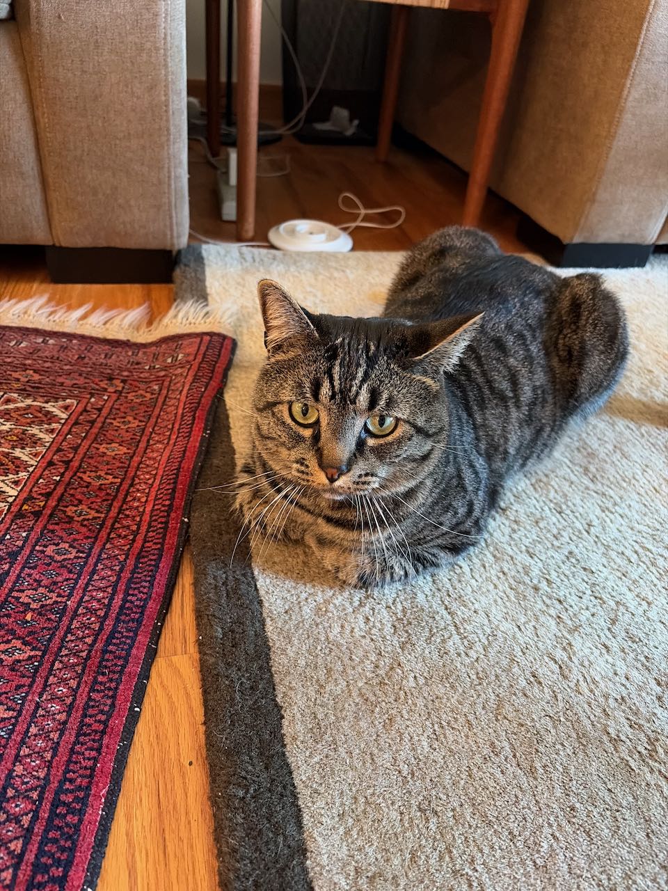 A tabby cat resting on a rug